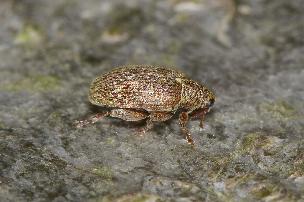 Orchestes testaceus, Curculionidae